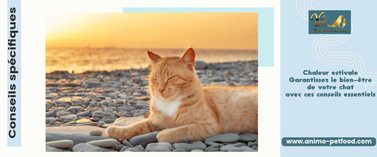 Conseils spécifiques - Chaleur estivale Garantissez le bien-être de votre chat avec ces conseils essentiels